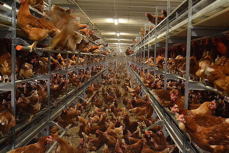 Broiler Production